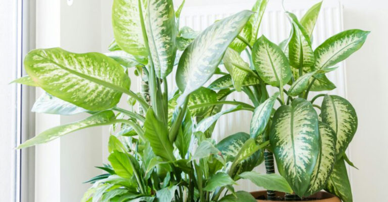 dieffenbachia houseplant