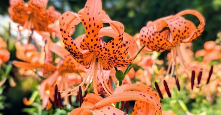 tiger lily