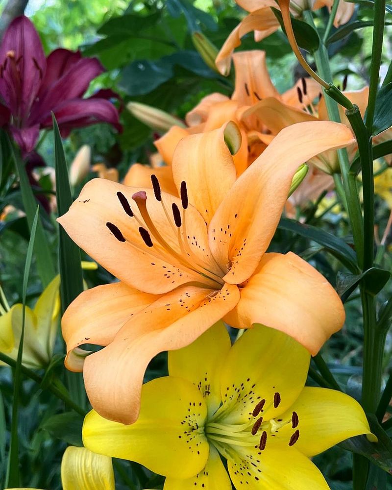 Asiatic Lily