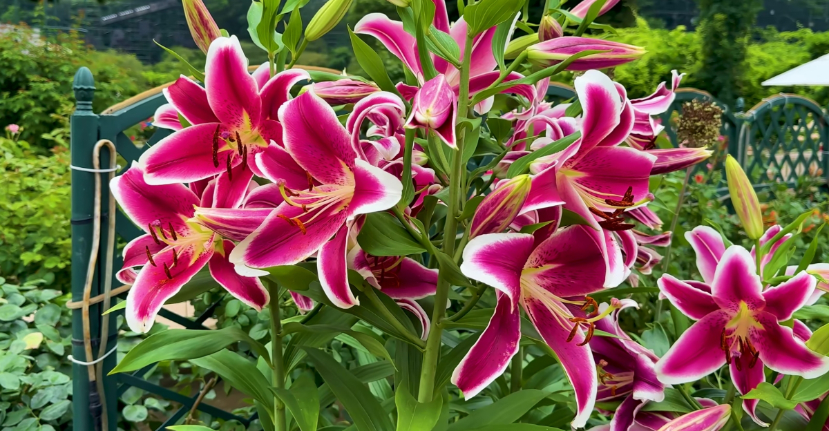 lily plant (featured image)
