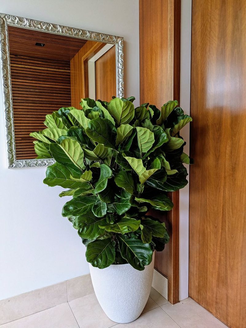 Fiddle Leaf Fig