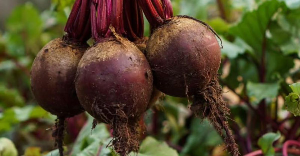 fresh beets