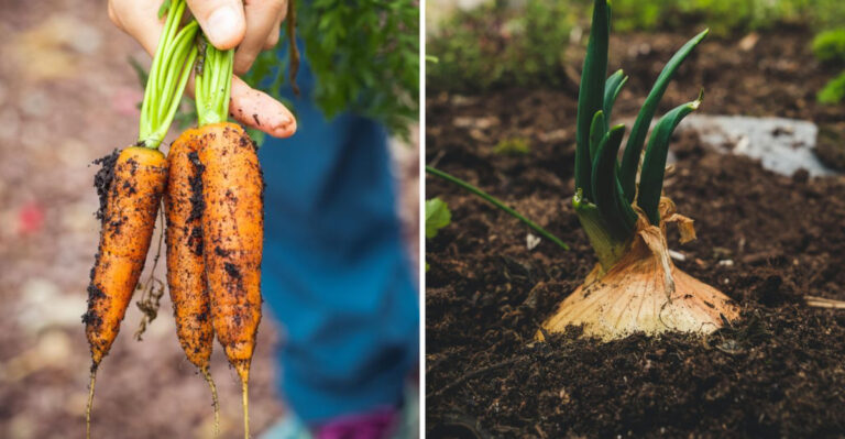 carrot and onion plant