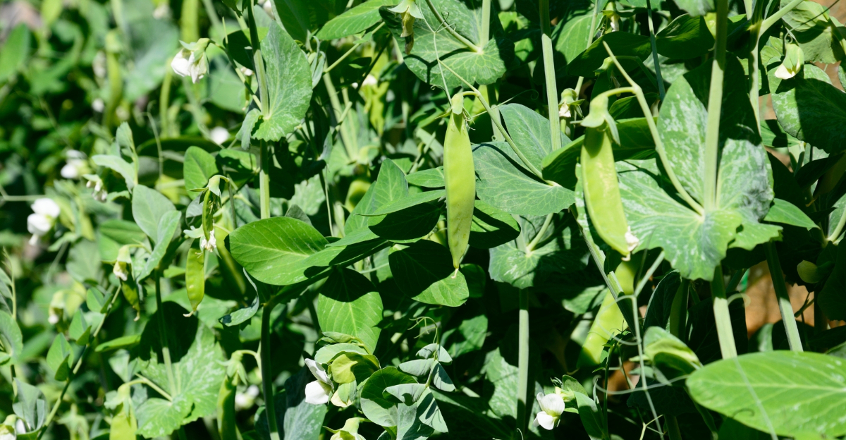 vegetables (featured image)
