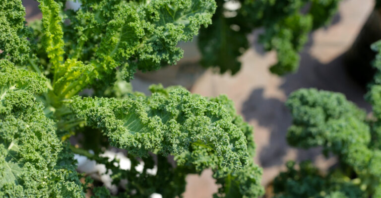 vegetable (featured image)