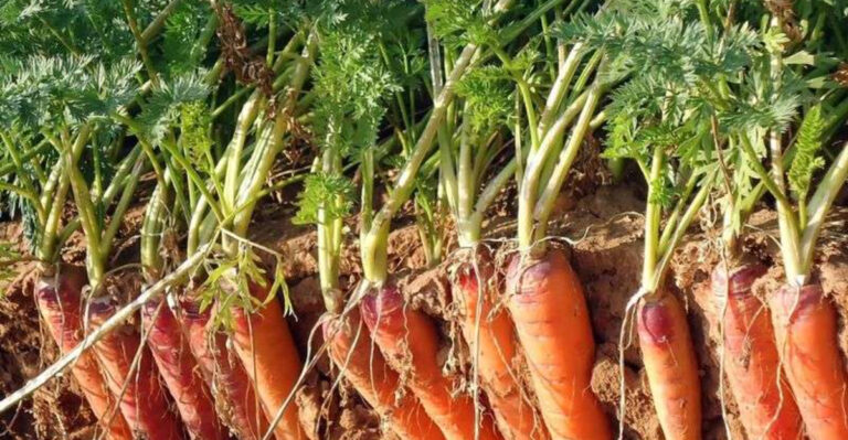 carrots in garden
