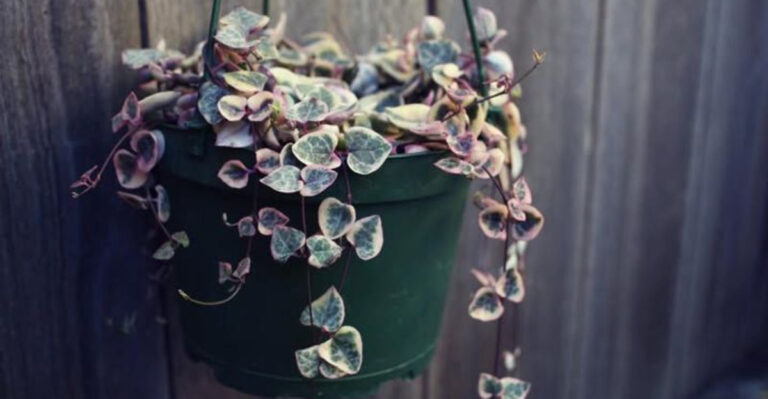 String Of Hearts
