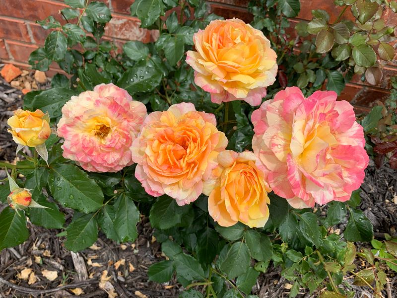 Choosing Heat-Tolerant Rose Varieties