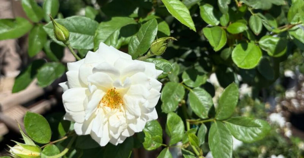 10 Ways Arizona Gardeners Are Growing Award-Winning Roses This Year