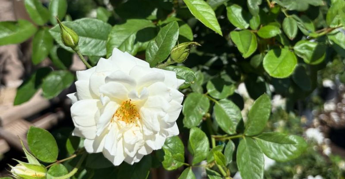 rose (featured image)