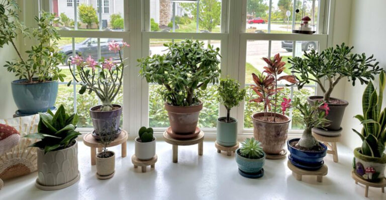 houseplants (featured image)