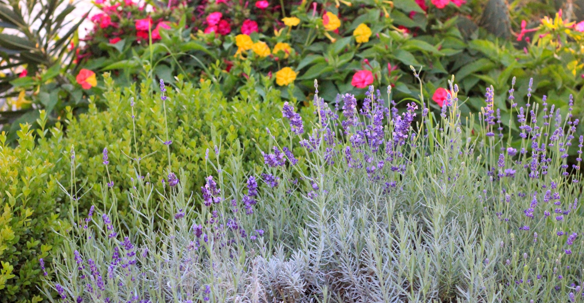 10 Ways Texas Gardeners Grow Lavender And Rosemary Side By Side
