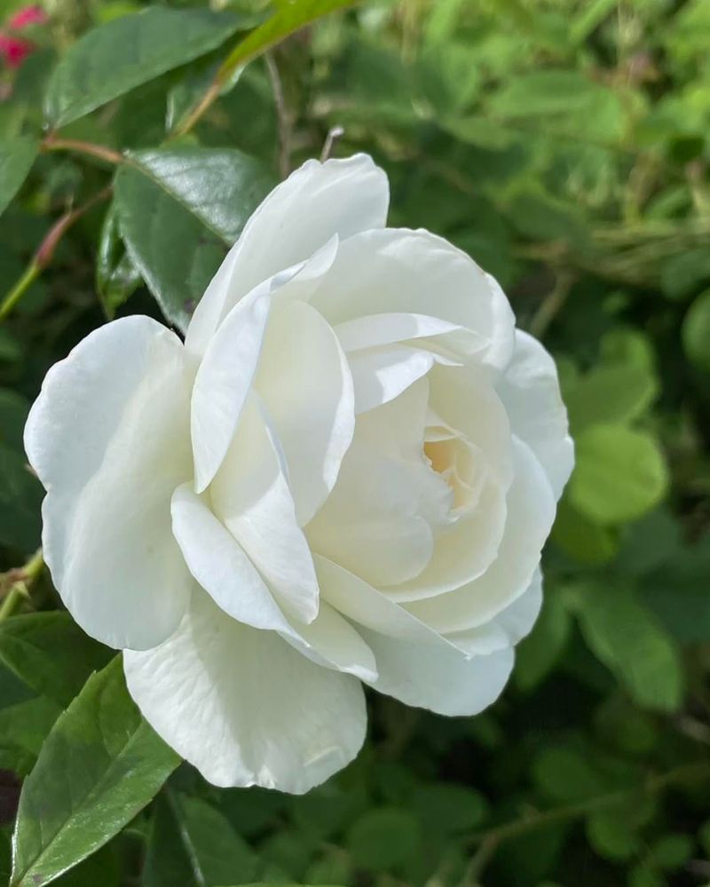 White Knock Out Roses
