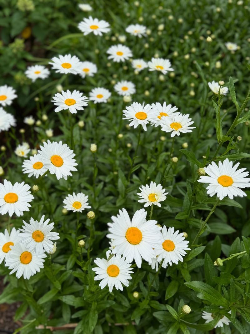 Shasta Daisy