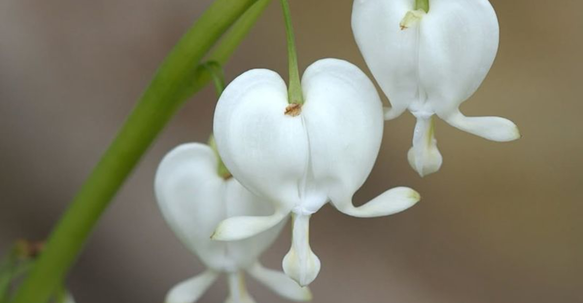 white bleeding heart