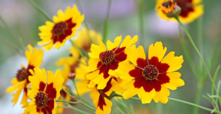 flowers (featured image)