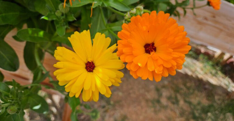 plants (featured image)