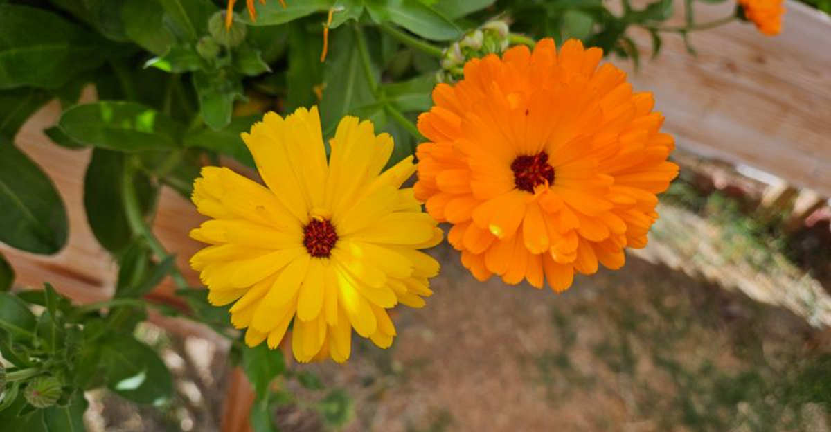 plants (featured image)