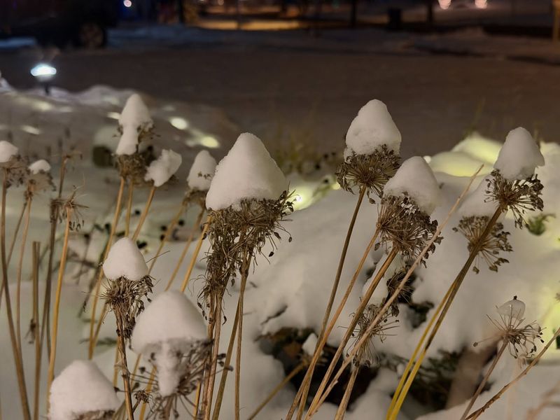 Cutting Back All Perennials Too Early