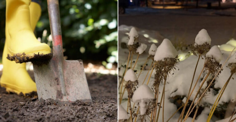 perennials in winter and garden digging