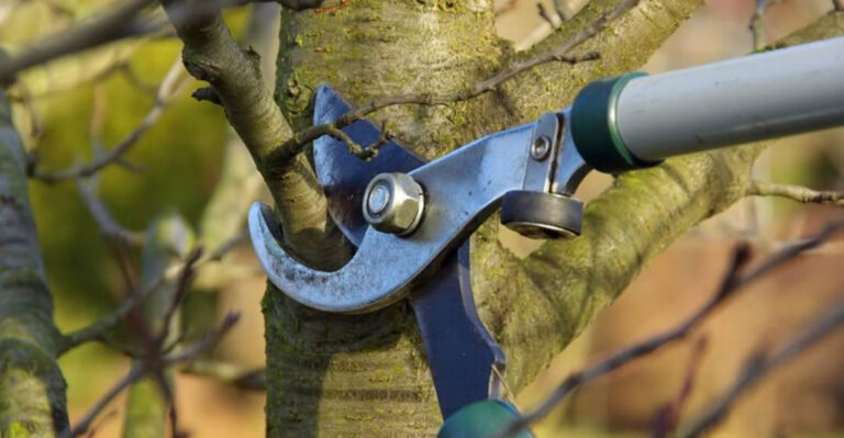 pruning dormant tree