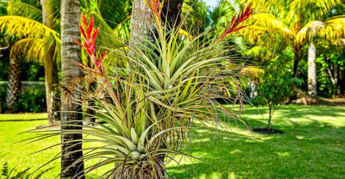 bromeliad in the yard