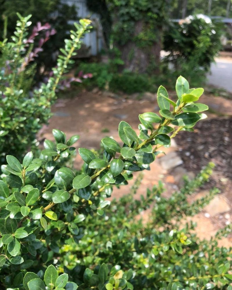 Japanese Holly (Ilex Crenata)