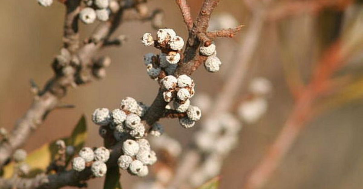 11 Berry-Producing Shrubs That Virginia Wildlife Can’t Resist