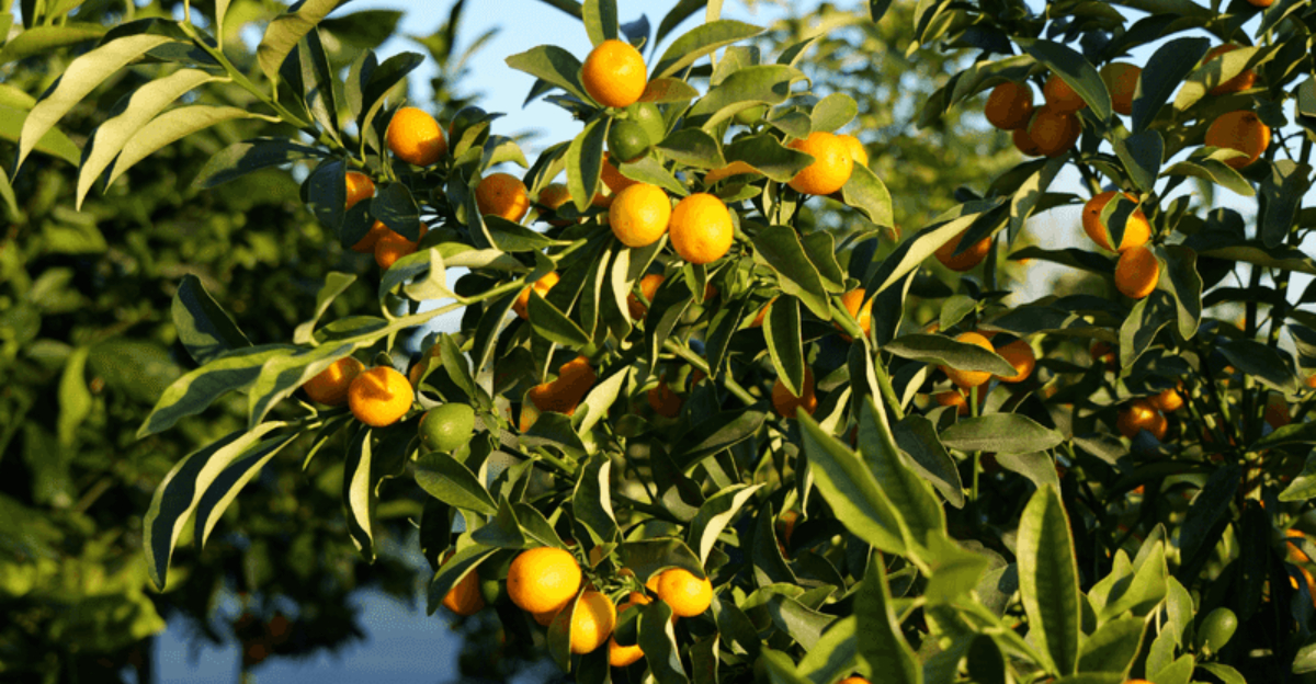 kumquat tree