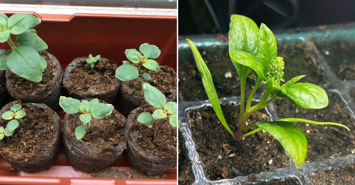 seedlings
