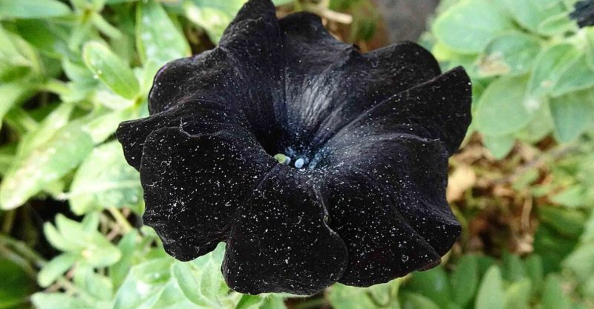 black velvet petunia