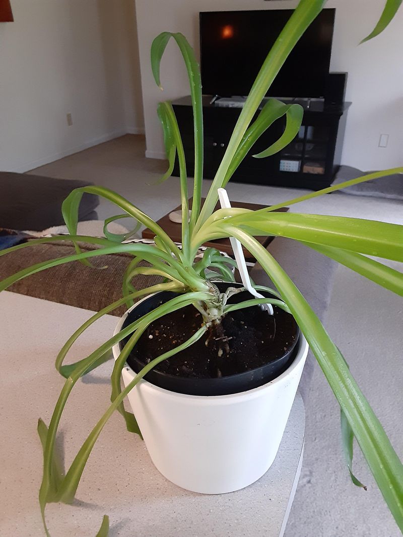 Leggy, Stretched-Out Growth