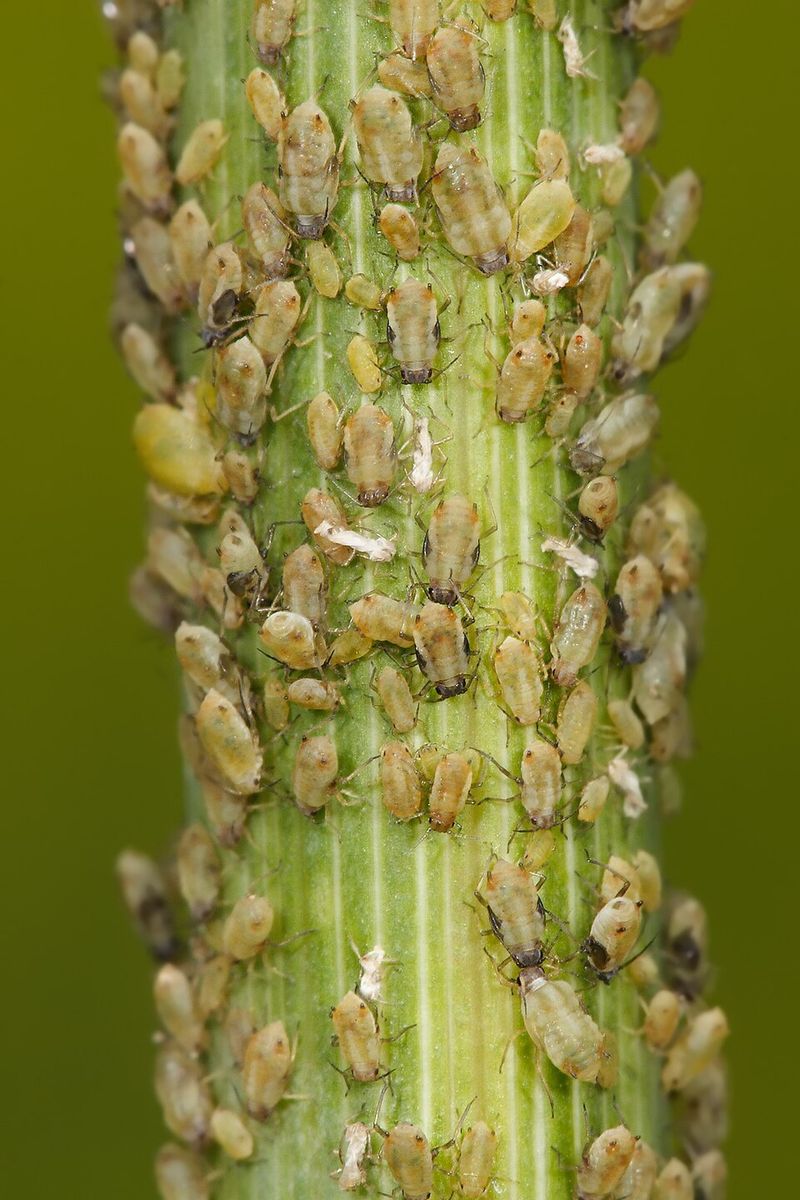 Aphids