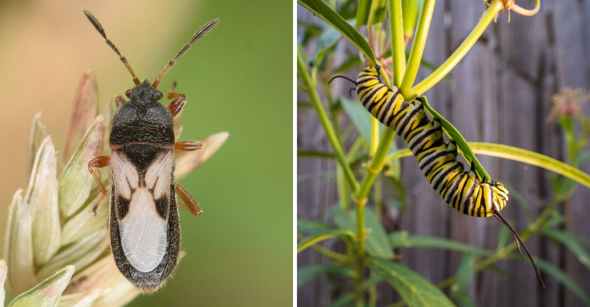 Chinch bug and caterpillar