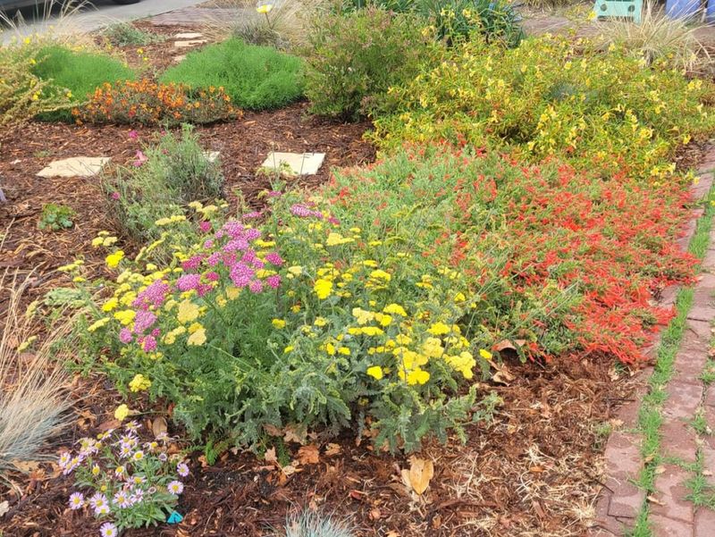 Native Plants Don't Need Any Water Once Established