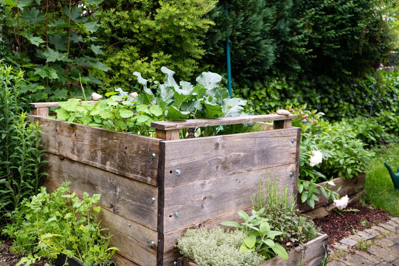 11 Companion Planting Combos That Actually Work During Florida Winters