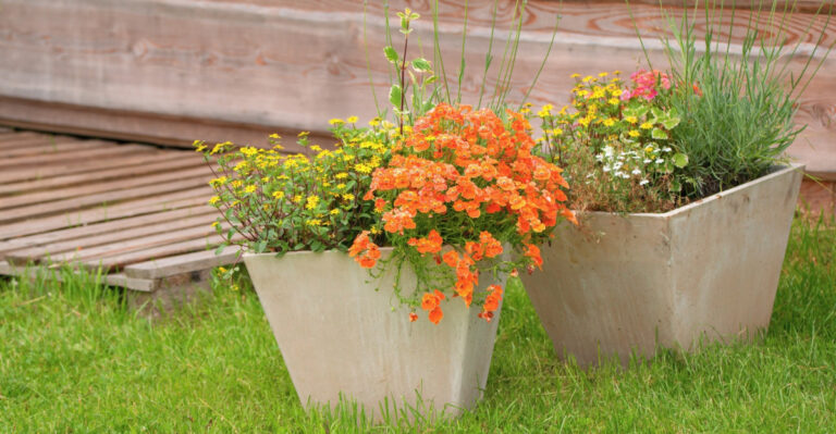 plants (featured image)