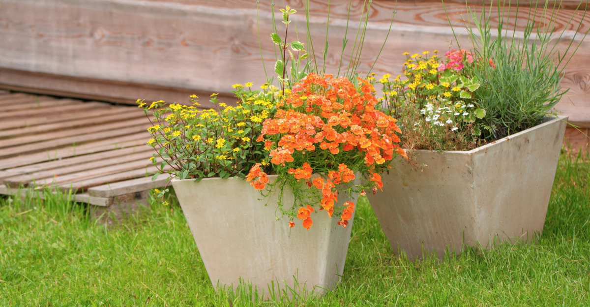 plants (featured image)