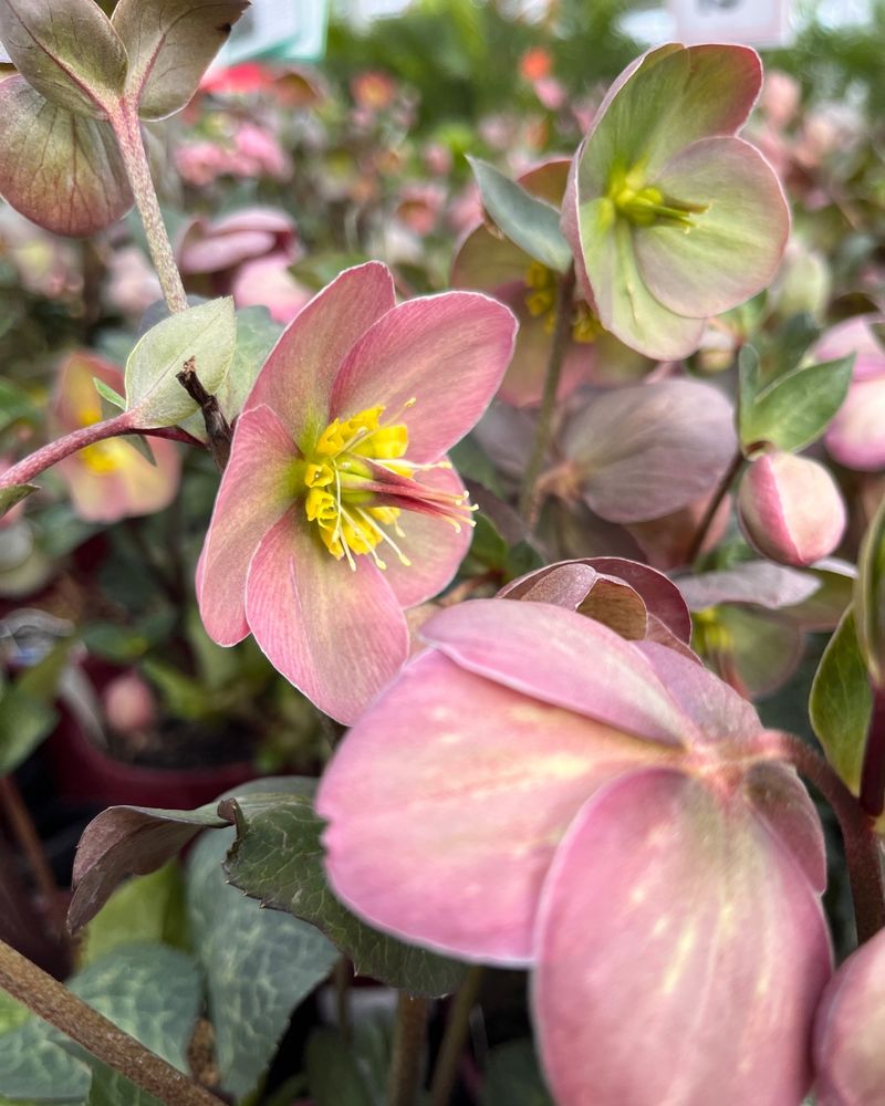 Hellebores (Lenten Rose)