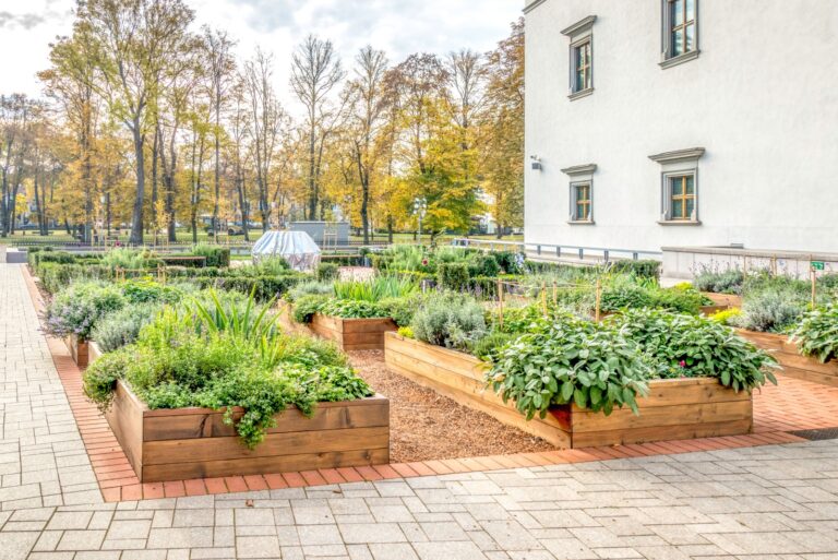 Raided beds in an urban garden