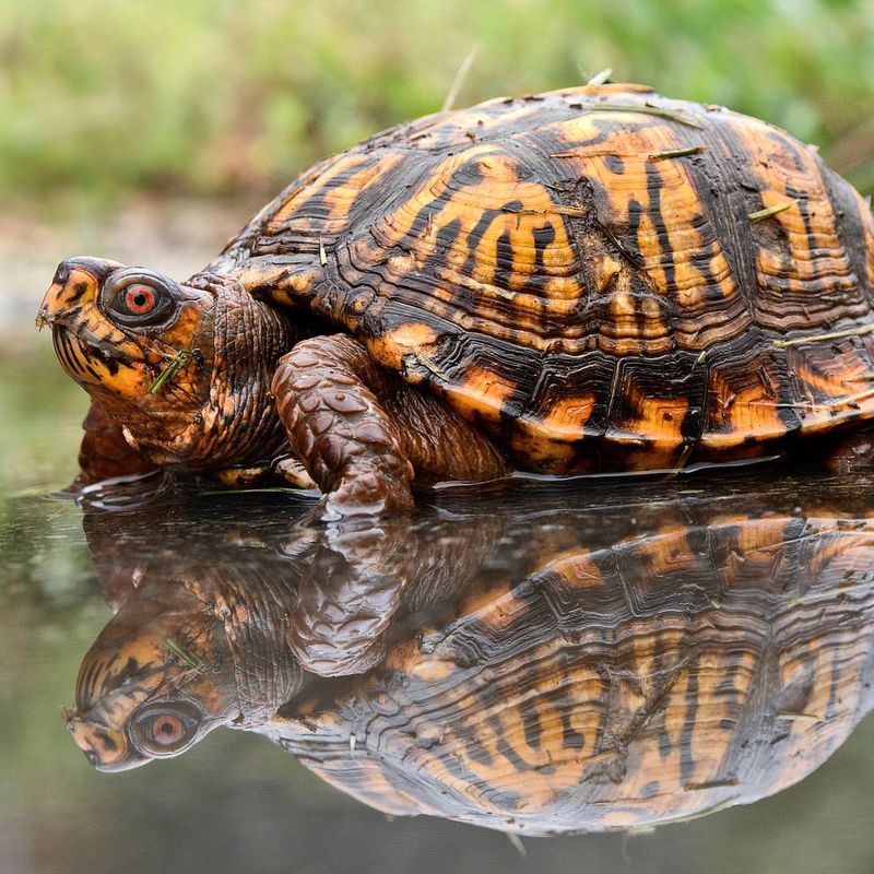 Eastern Box Turtles