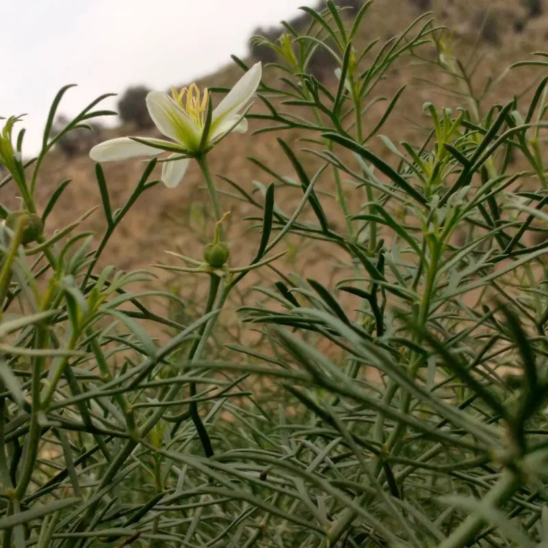 African Rue (Peganum harmala)