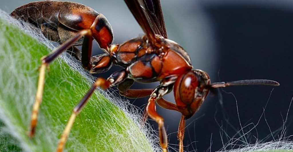 11 Dangerous Insects You Should Remove From Pennsylvania Yards Immediately