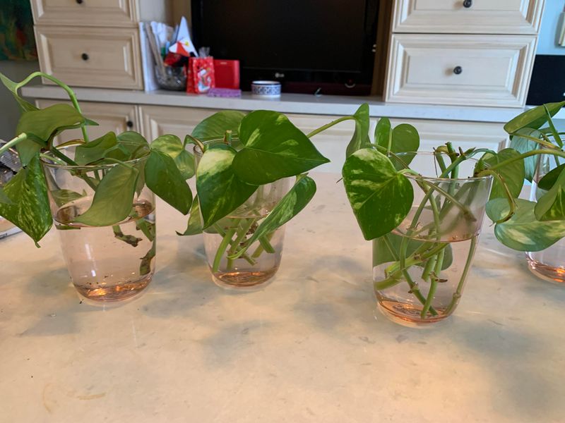 Pothos Stem Cuttings in Water