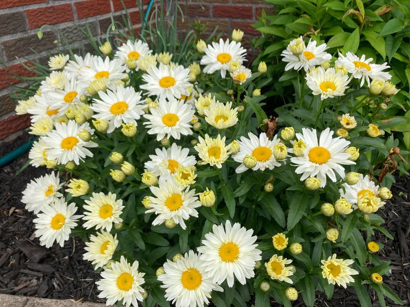 White Shasta Daisies with White Petunias