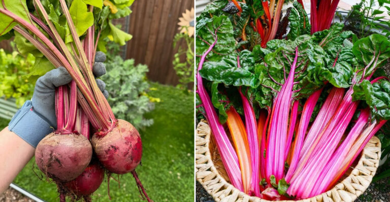 fast growing veggies