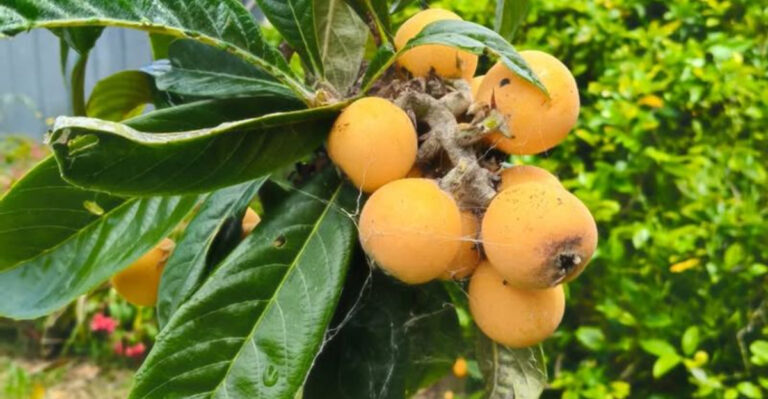 loquat tree