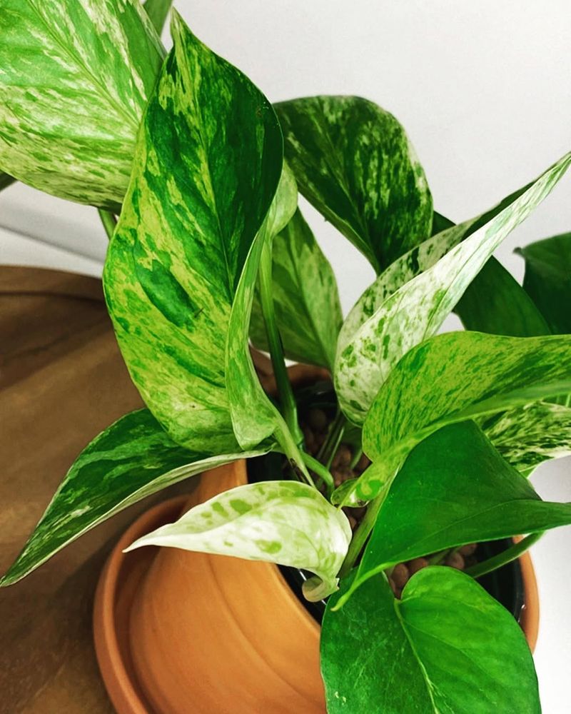 Pothos (Epipremnum Aureum)