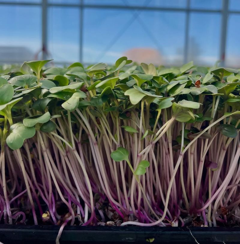 Radish Microgreens