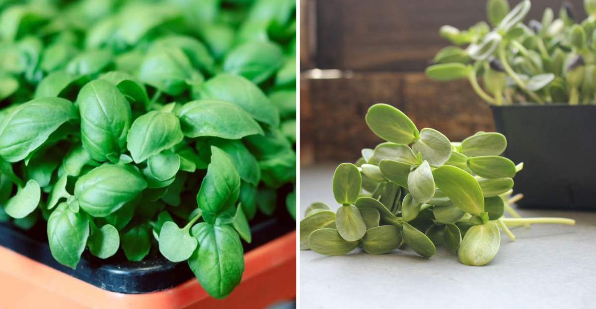 11 Fast-Growing Microgreens You Can Grow In Florida Kitchens This Winter